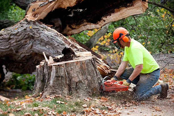 Tree Root Removal in Village Shires, PA